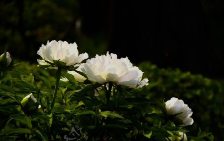 白牡丹花图片