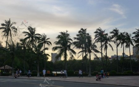 椰城黄昏图片