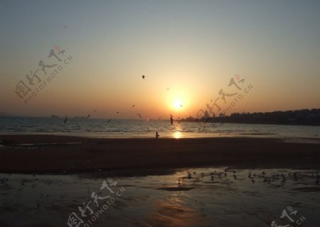 夕阳海鸥远景图图片