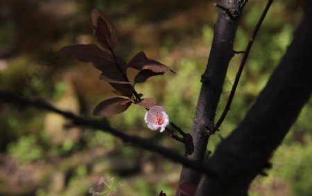 一枝樱花图片