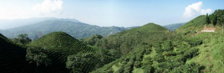 高山国度尼泊尔东部的茶园全景图片