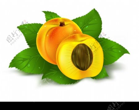 橙子苹果黄桃矢量素材图片
