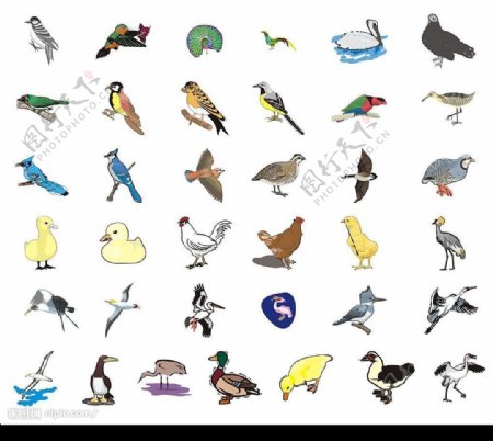 矢量鸟类图片