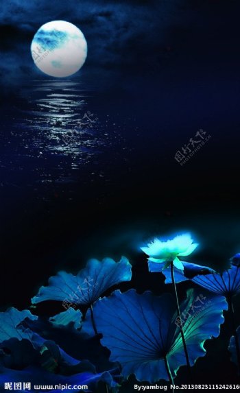 月夜蓝莲图片