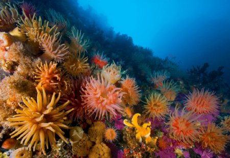 国家地理之海底海葵珊瑚图片