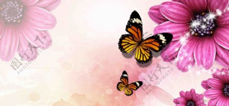 花蝴蝶背景图片