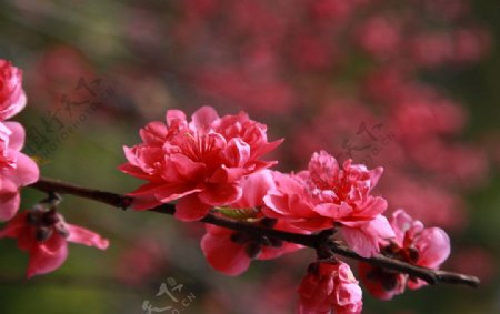 桃花摄影植物花卉绿色图片