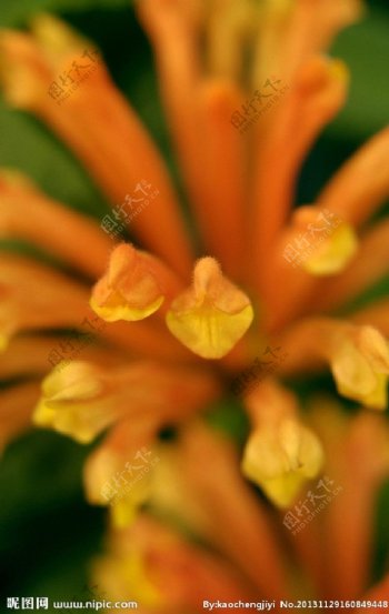 桔黄色花朵图片