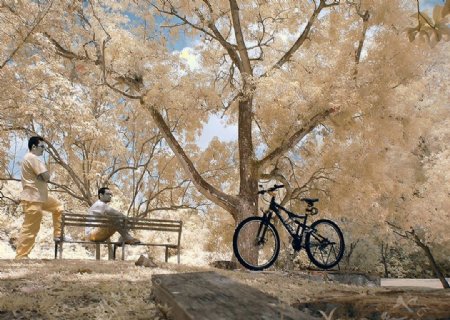 秋景与单车图片