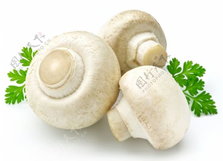 蘑菇青菜图片