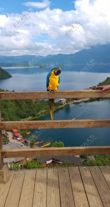 泸沽湖观景台鹦鹉图片