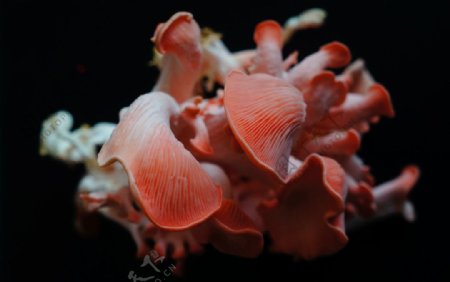 桃红平菇图片