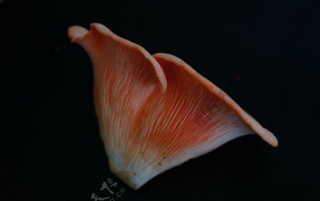粉嫩嫩的桃红平菇图片