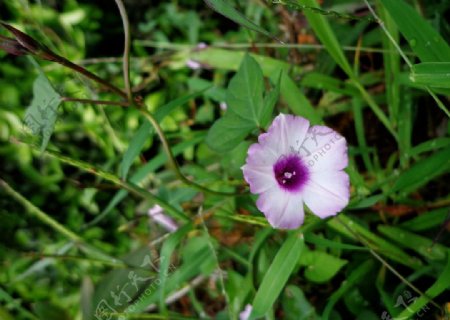 小喇叭紫色花图片