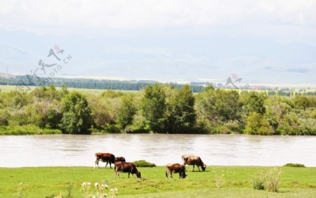 伊犁河畔图片