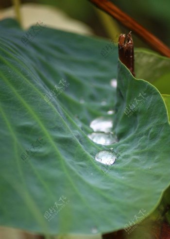 荷叶水滴图片