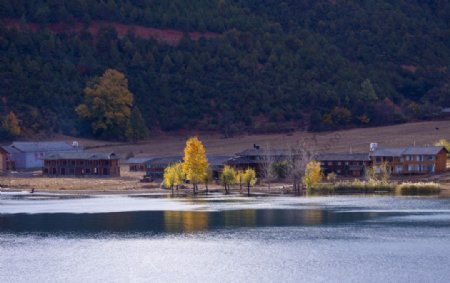 泸沽湖相依相偎的情人树图片