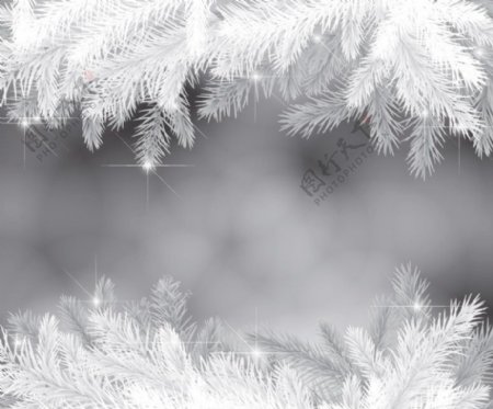 松树枝积雪圣诞背景图片