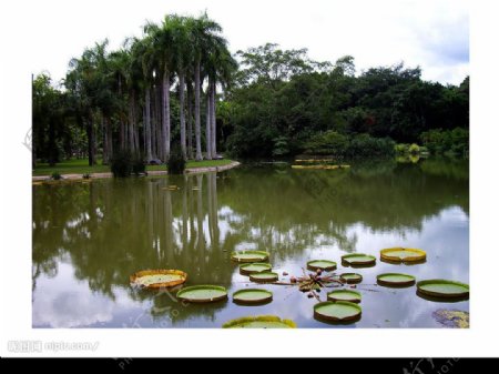 版納熱帶植物園图片