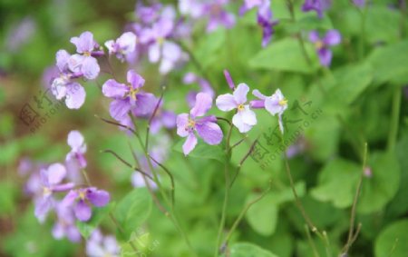 紫花野花公园图片