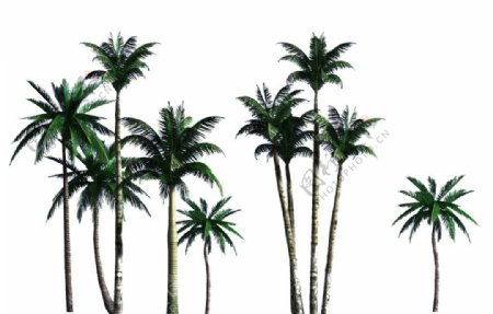 椰子树分层素材图片