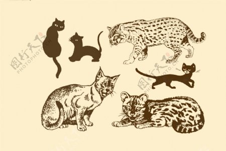 动物图案猫图片
