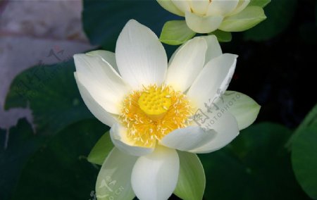 白色莲花图片