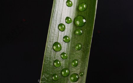 水珠绿叶图片