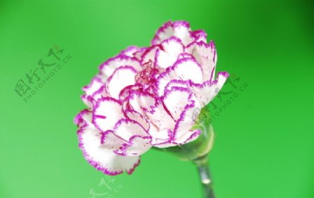 康乃馨花花朵漂亮水珠特写高清摄影图片