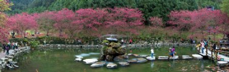櫻花園图片