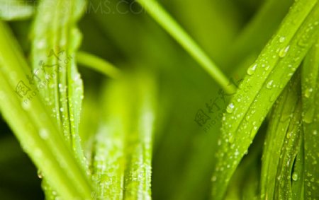 雨后青草上的水珠雨滴图片