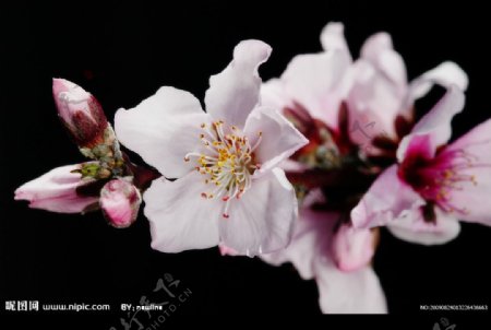 桃之花图片