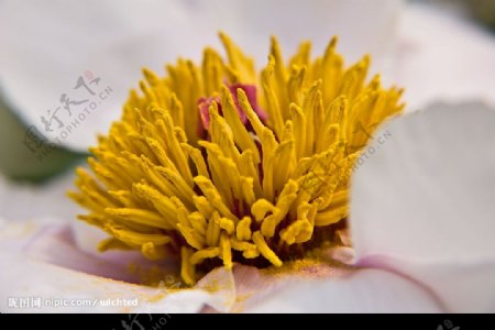 牡丹花花蕊图片
