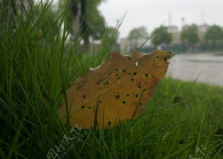 青草上的落叶图片