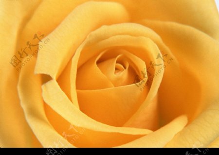 黄玫瑰图片