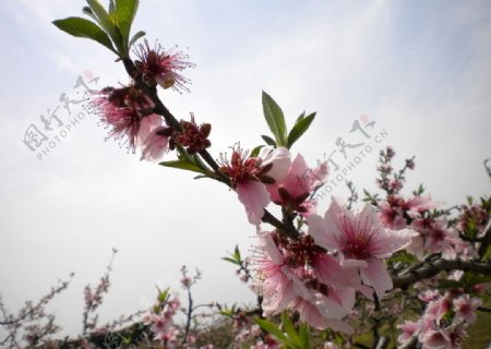 粉红桃花枝叶图片