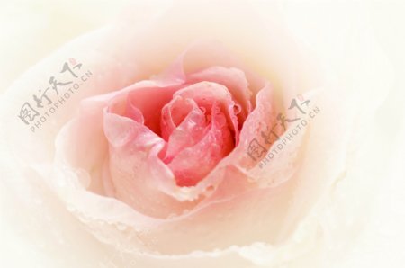 粉红色玫瑰花特写图片