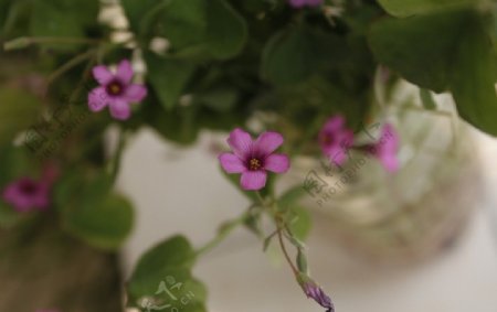 紫花酢浆草图片
