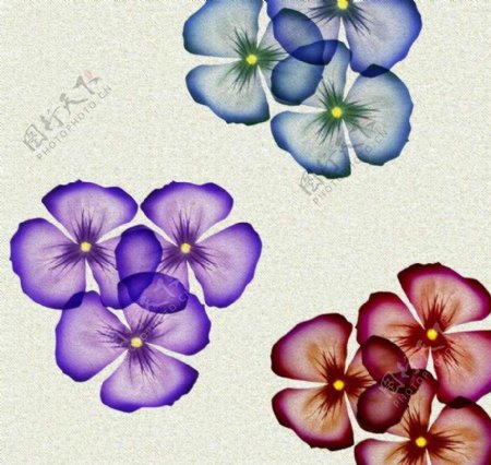 花朵相框画册图片