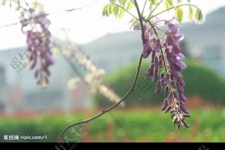 紫藤花满园香图片