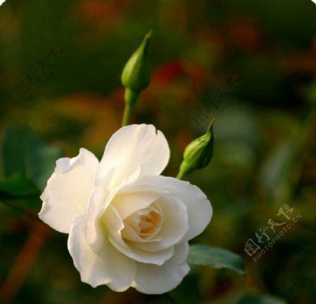 白刺玫瑰特写图片