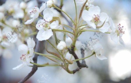 百年梨树花图片