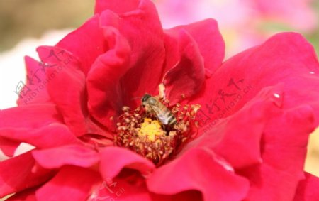 红月季蜜蜂图片