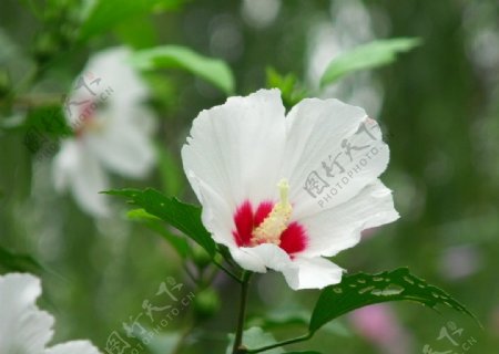 白色木槿花图片