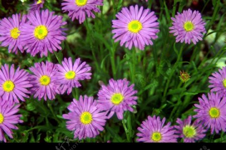 紫色小菊花图片