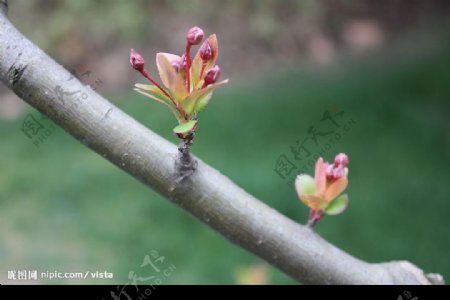 春的嫩芽3图片