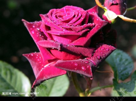 大红蔷薇花苞图片
