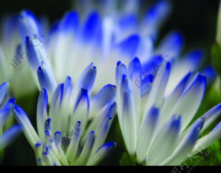 蓝菊花图片