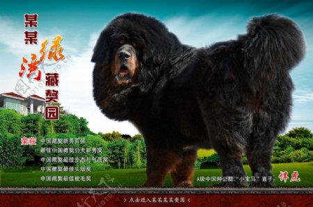 藏獒网站图片