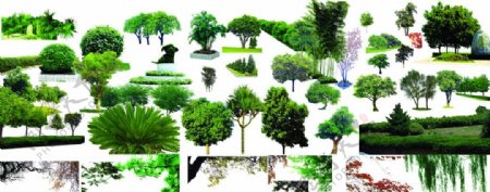 各类分层树木图片